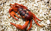 Crabe sur le bord de l'ocan